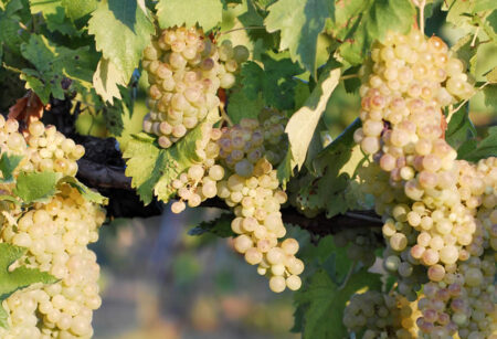 Vernaccia di San Giminiano