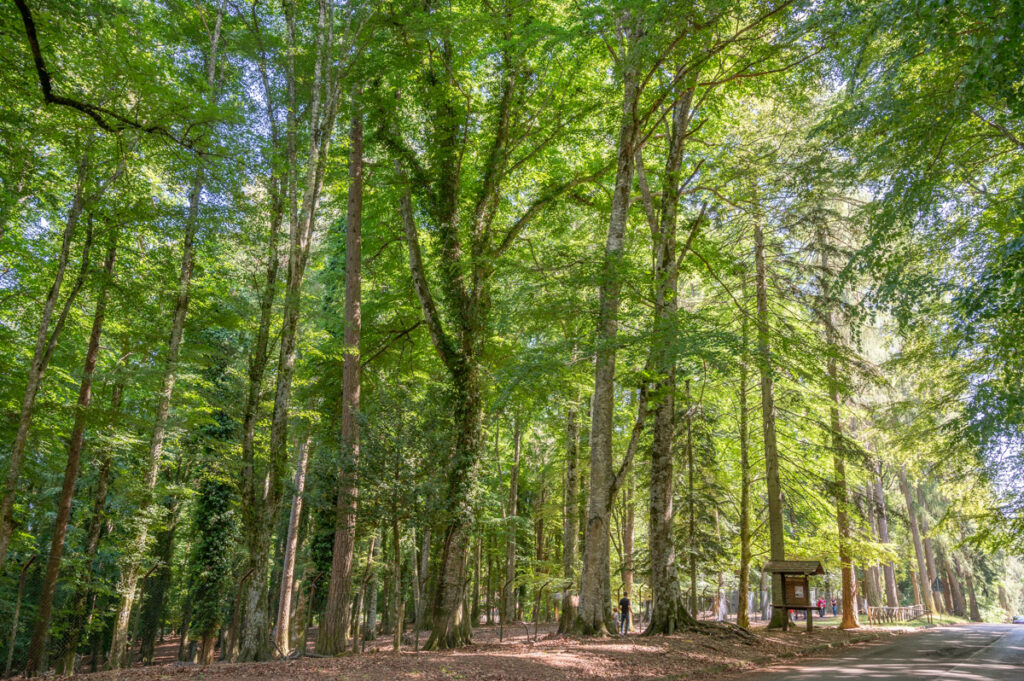 Gargano, Foresta Umbra