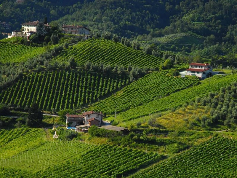 Vini della Lombardia