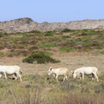 L'isola dell'Asinara