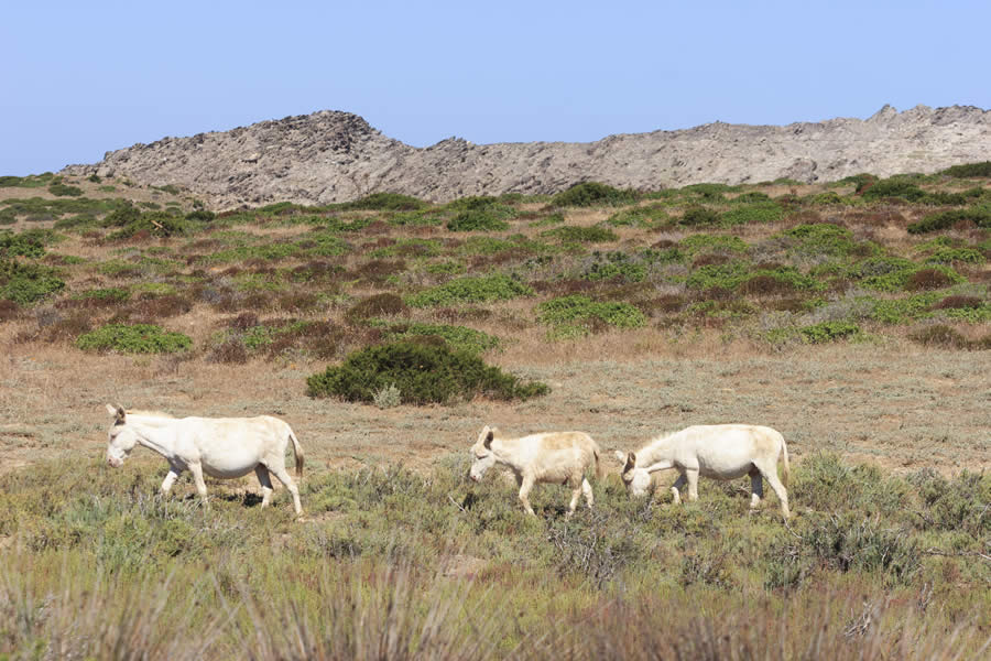 Isola Asinara