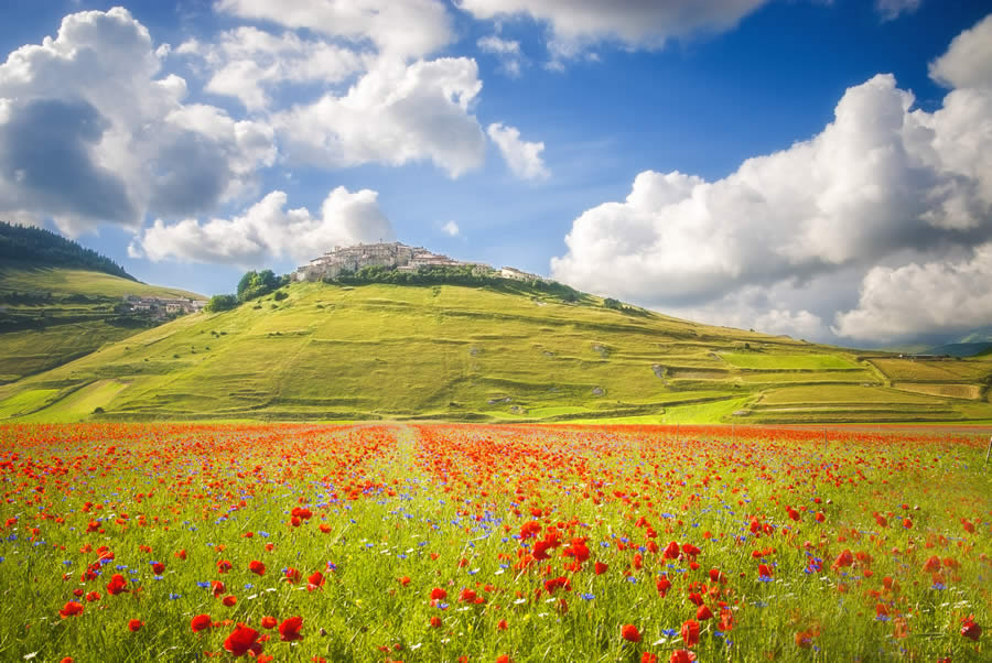 Fioriture di Castelluccio di Norcia