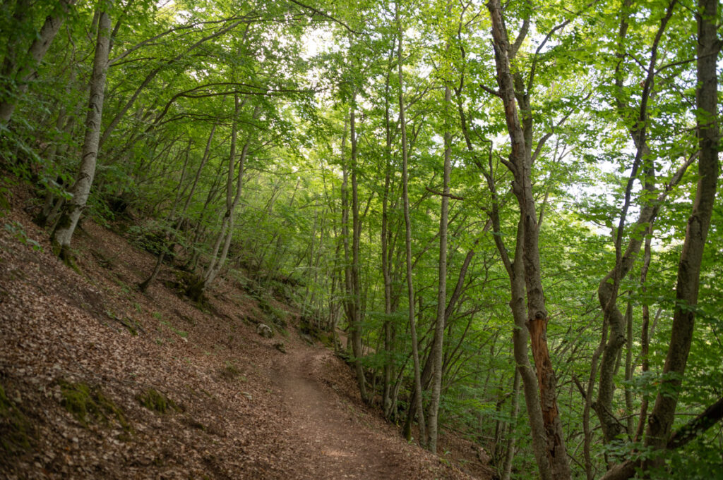 Lago di Scanno - bosco