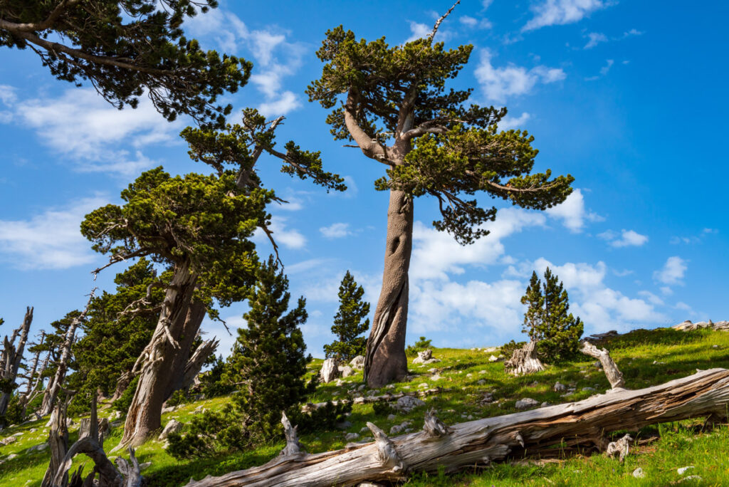 Pino Loricato nel Parco nazionale del Pollino