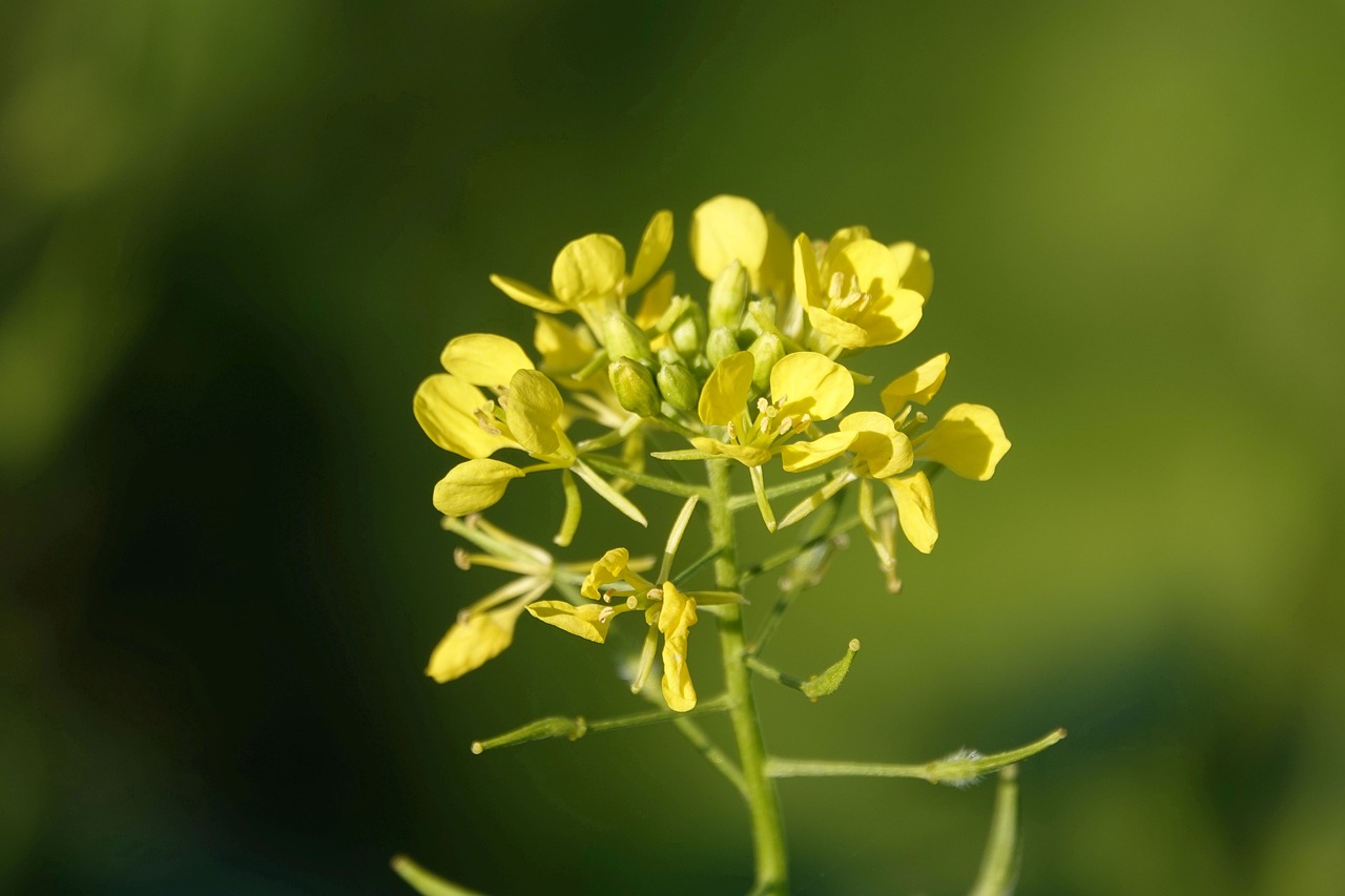 Fiore di senape