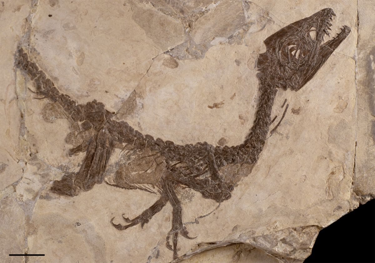 Il fossile del dinosauro Ciro