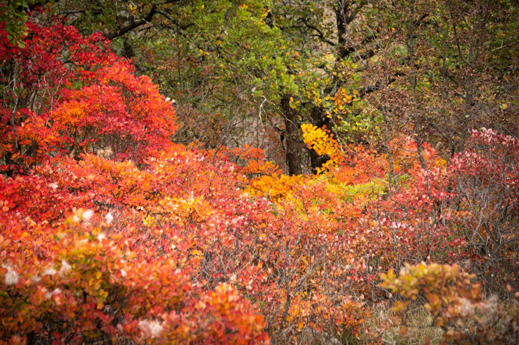 foliage