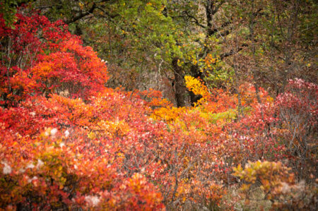 foliage