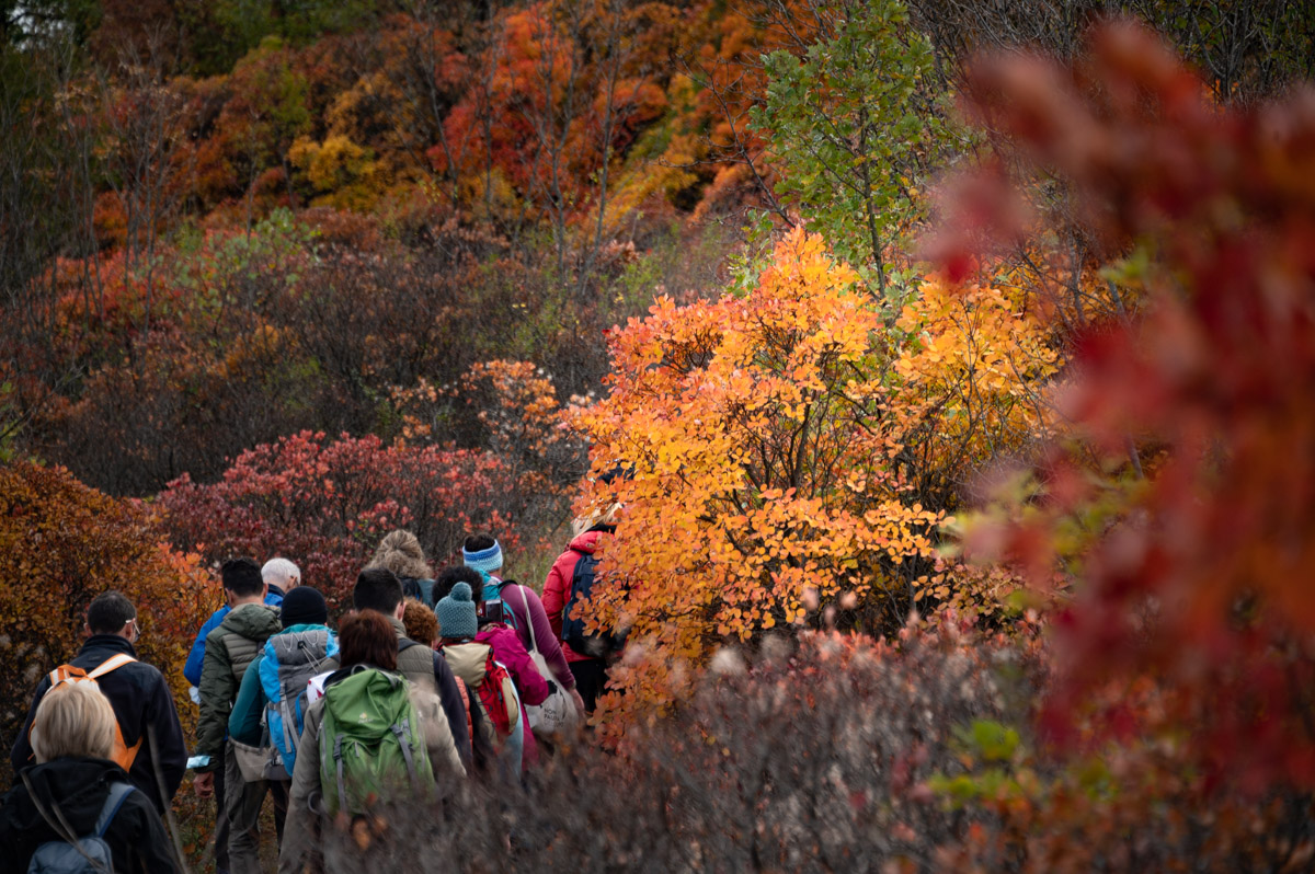 foliage nel carso triestino