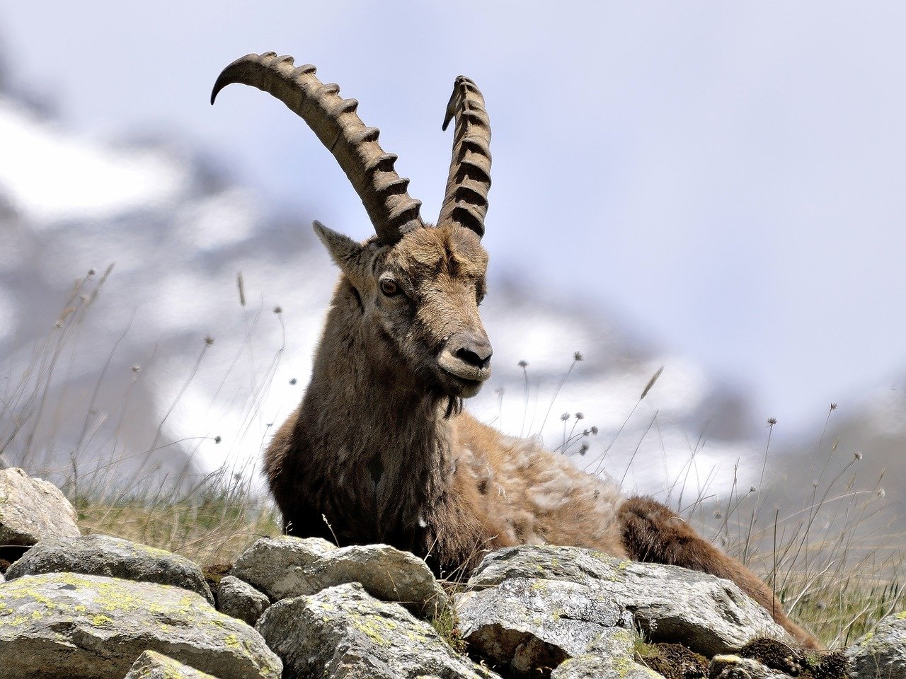 Lo stambecco: uno dei tipici animali delle Alpi