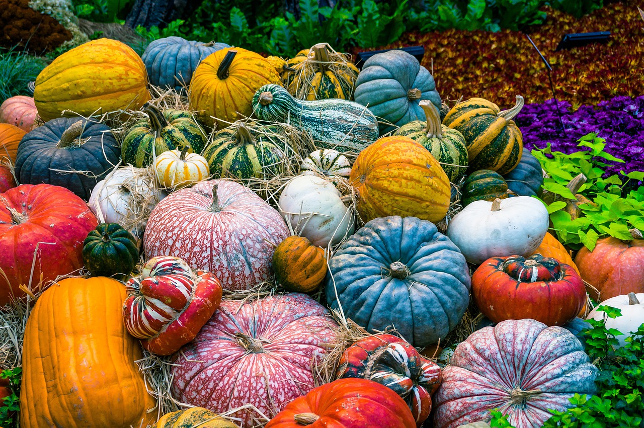 Zucche ornamentali e commestibili: una grande varietà!