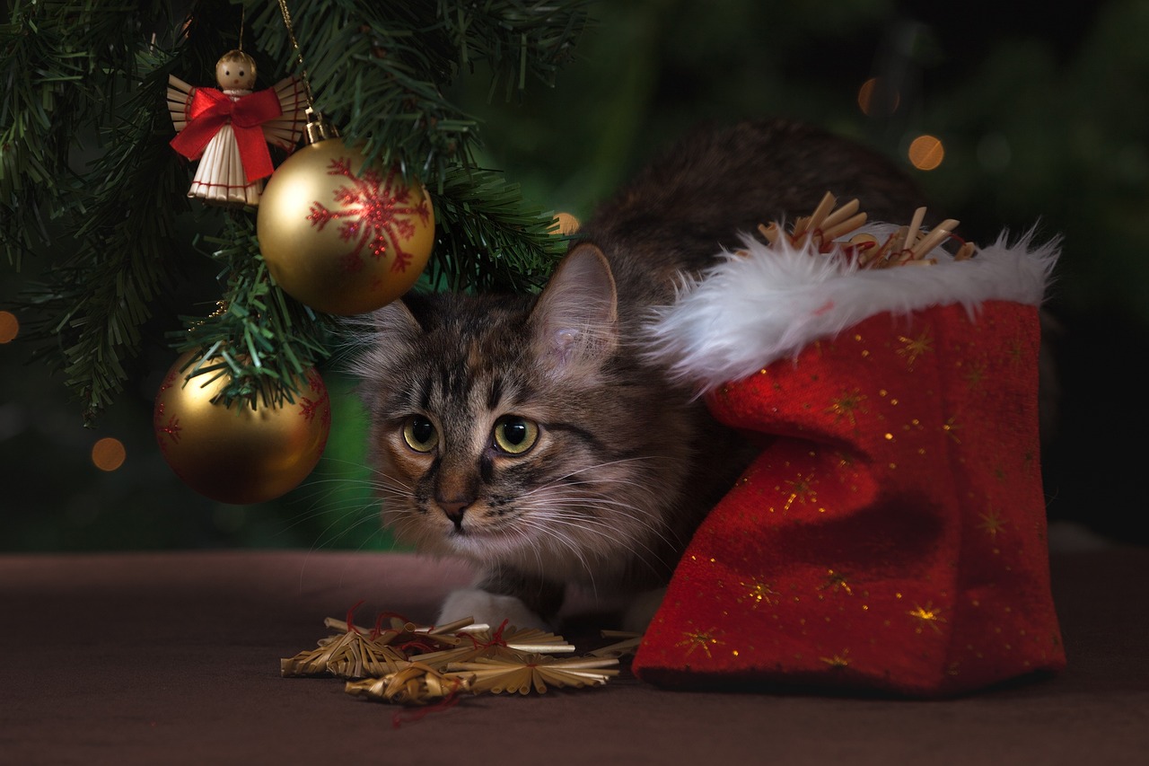 gatto con albero di Natale