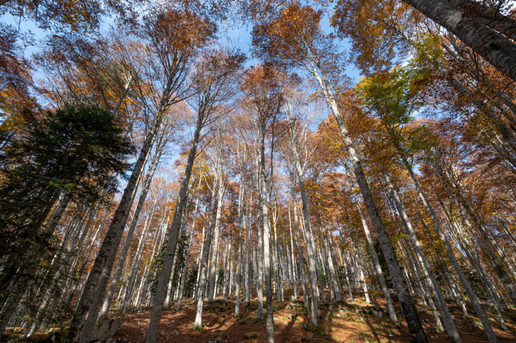 La foresta del Cansiglio