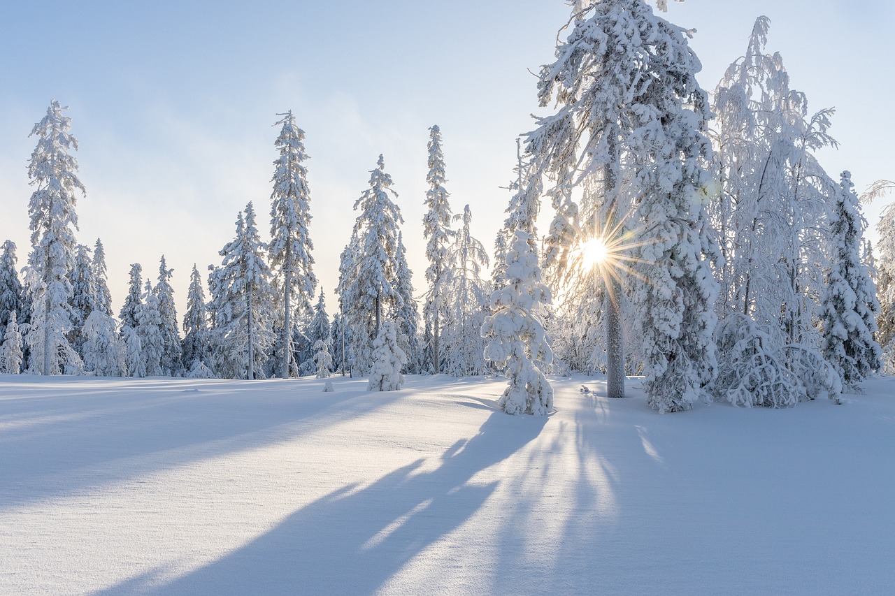 alberi innevati