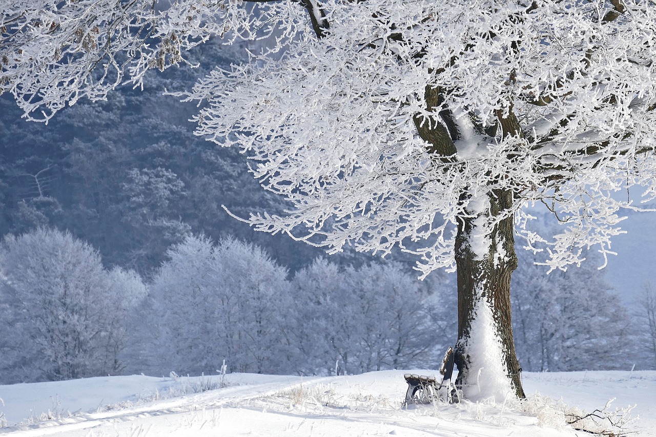 Solstizio d'inverno: alberi innevati