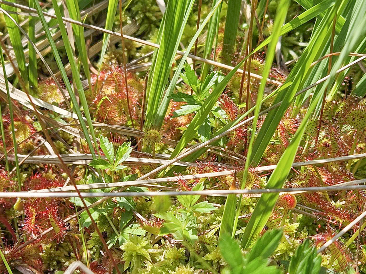 Drosera rotundifoglia