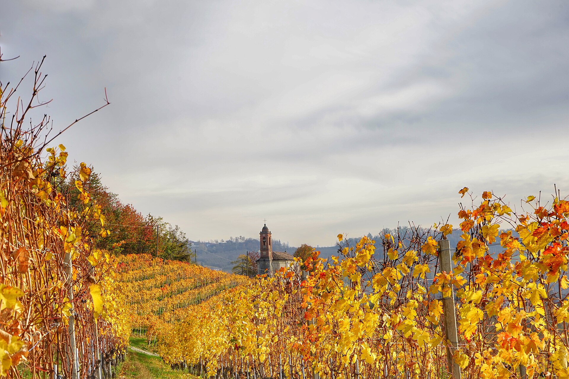 I vigneti autunnali delle Langhe nei pressi di Montelupo, con i colori caldi della stagione.