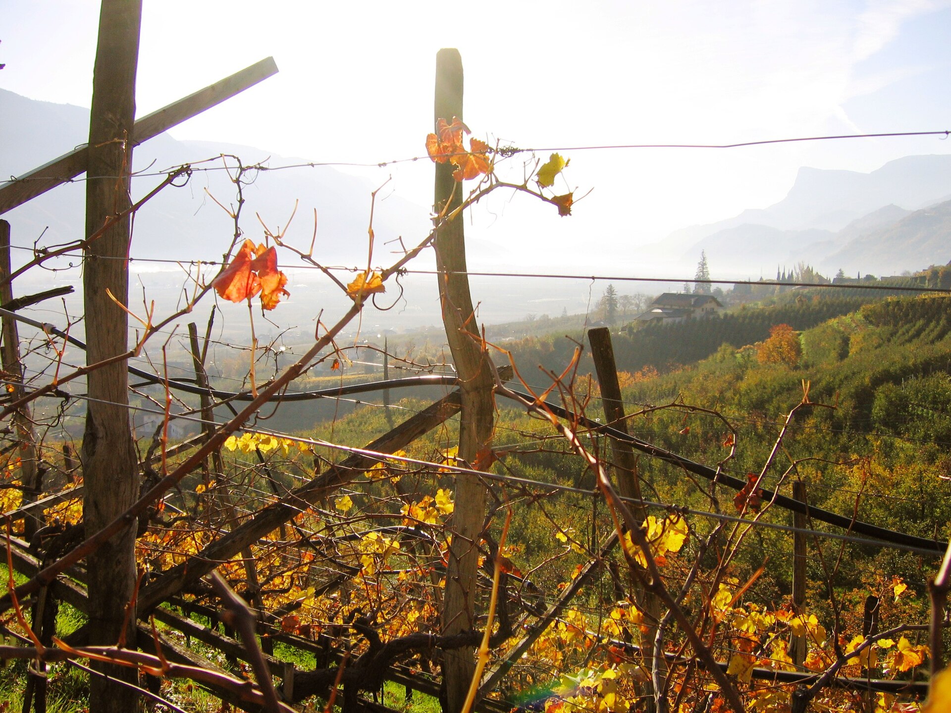 I vigneti di Marling con vista verso Bolzano, dove le coltivazioni di vite si distendono sui pendii in un'armonia tra il lavoro dell'uomo e il paesaggio alpino.