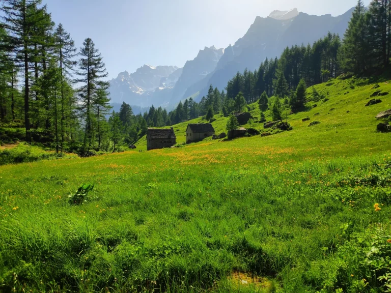 I pascoli e i larici dell'alpe Devero lungo il sentiero per Crampiolo