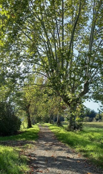 Un viale di platani lungo il cammino, tra prati e alberi